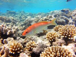 Fish is swimming among the coral reef photo