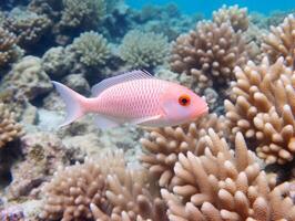 Fish is swimming among the coral reef photo