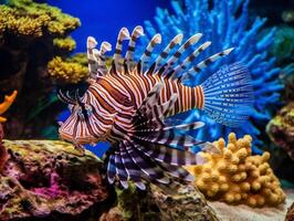 pescado es nadando entre el coral arrecife foto