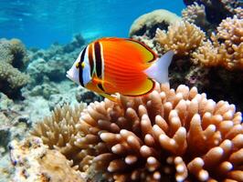 Fish is swimming among the coral reef photo