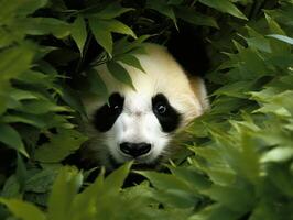 Panda emerging from dense bamboo thicket photo