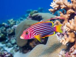 Fish is swimming among the coral reef photo