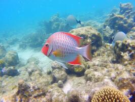 Fish is swimming among the coral reef photo