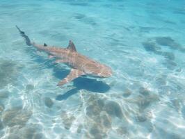 tiburones nadando en cristal claro aguas foto