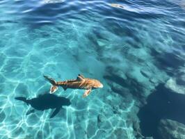 Sharks swimming in crystal clear waters photo