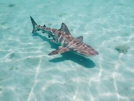 Sharks swimming in crystal clear waters photo