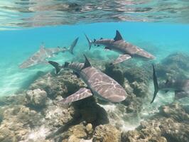 tiburones nadando en cristal claro aguas foto