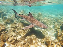 tiburones nadando en cristal claro aguas foto