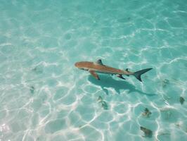 tiburones nadando en cristal claro aguas foto