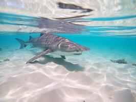 tiburones nadando en cristal claro aguas foto