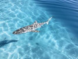 Sharks swimming in crystal clear waters photo