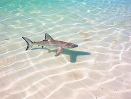 tiburones nadando en cristal claro aguas foto