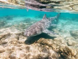 Sharks swimming in crystal clear waters photo