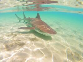 Sharks swimming in crystal clear waters photo