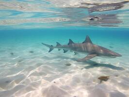 Sharks swimming in crystal clear waters photo