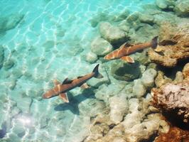 tiburones nadando en cristal claro aguas foto