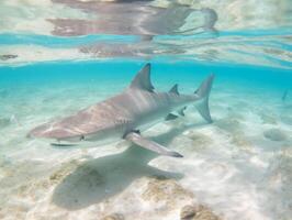 tiburones nadando en cristal claro aguas foto