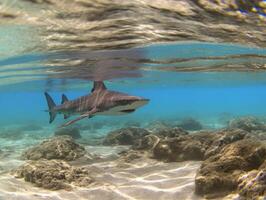 Sharks swimming in crystal clear waters photo