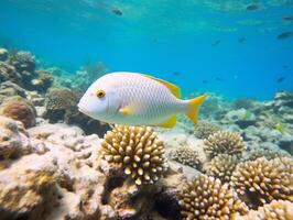 Fish is swimming among the coral reef photo