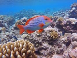 Fish is swimming among the coral reef photo