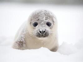 Seal in winter wonderland photo