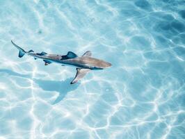 tiburones nadando en cristal claro aguas foto