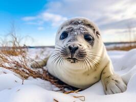 sello en invierno mundo maravilloso foto