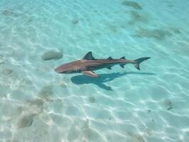 Sharks swimming in crystal clear waters photo