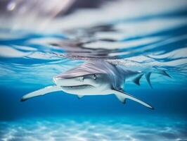 tiburones nadando en cristal claro aguas foto