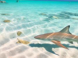 Sharks swimming in crystal clear waters photo