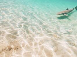 Sharks swimming in crystal clear waters photo