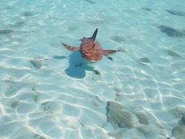 tiburones nadando en cristal claro aguas foto