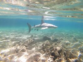 Sharks swimming in crystal clear waters photo