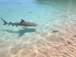 tiburones nadando en cristal claro aguas foto