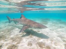 Sharks swimming in crystal clear waters photo