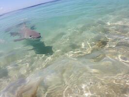 tiburones nadando en cristal claro aguas foto