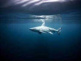 tiburones nadando en cristal claro aguas foto