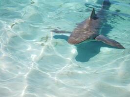 Sharks swimming in crystal clear waters photo