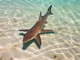 Sharks swimming in crystal clear waters photo