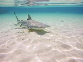 Sharks swimming in crystal clear waters photo