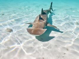 tiburones nadando en cristal claro aguas foto