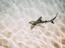 tiburones nadando en cristal claro aguas foto