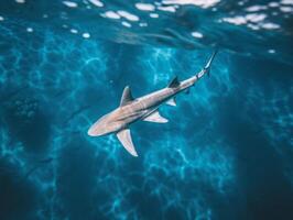 tiburones nadando en cristal claro aguas foto