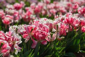 Spring Blooming, tulip Fields in Full Color photo