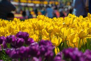 primavera floreciente, tulipán campos en lleno color foto