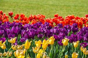 Spring Blooming, tulip Fields in Full Color photo