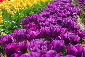 Spring Blooming, tulip Fields in Full Color photo