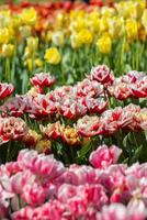 Spring Blooming, tulip Fields in Full Color photo