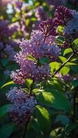 Close up view of a lilac bush in full bloom photo