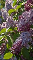 Close up view of a lilac bush in full bloom photo